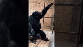 shorts  lakman Angkay