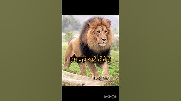 #shorts sher shayari# sher attitude #shayari status video lion shayari #video Attitude #shayari