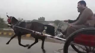 Jantal Man Jumma Try Ghourghushti Horse Racer