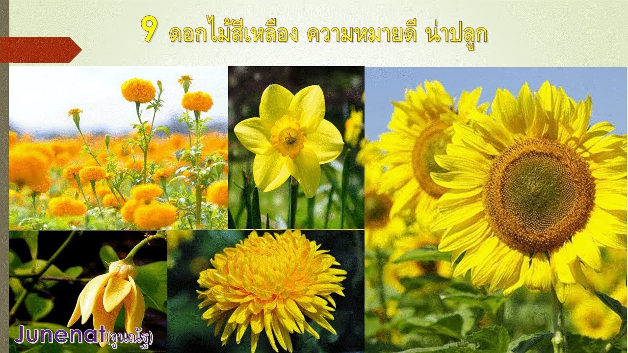 9ดอกไม้สีเหลือง ความหมายดี น่าปลูก