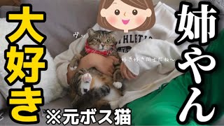 23歳一人暮らし。元ボス猫を家族に迎えたら動くぬいぐるみだった事が判明しました