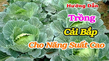 cách trồng và chăm sóc cải bắp cho năng suất cao | Kỹ thuật trồng rau Bắp Cải tại nhà cho bắp to đẹp