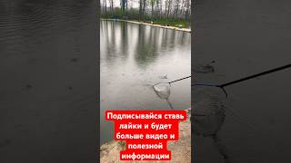 🇳🇱Трофейчики на платнике!супер Рыбалка в Нидерландах ФОРЕЛЬ поплавок одна за одной по 1кг килошные