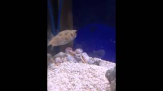Porcupine puffer eating live crab
