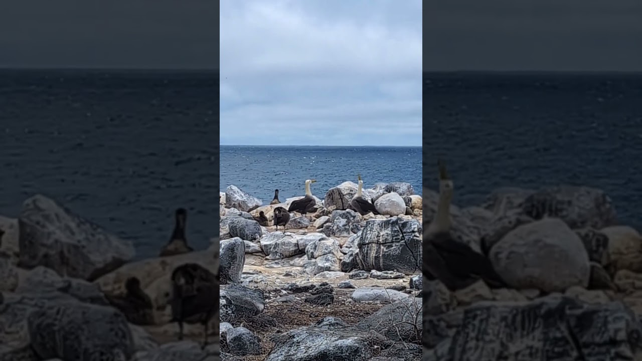 Waved Albatross courtship dance in the Española island of the Galápagos, Ecuador.