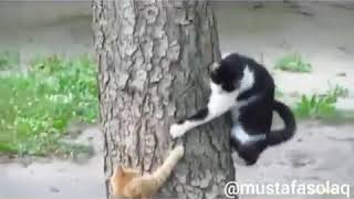 Ev Kedisi Vs Sokak Kedisi Antep Dublaj