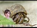 Understanding Hermit Crabs