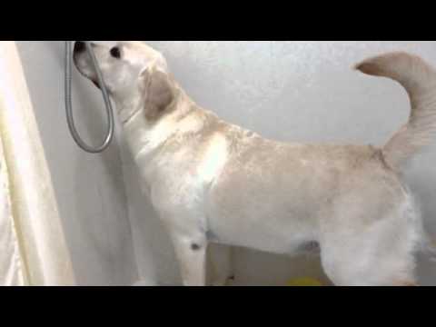 Labrador peeing in a cup