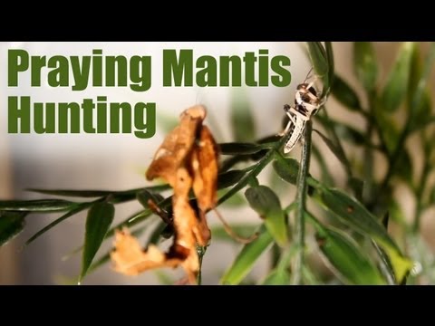 Praying Mantis - EPIC Hunting Compilation