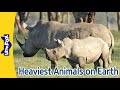 6 Heaviest Animals on Earth | African Elephant, Hippopotamus, Walrus Giraffe, Rhinoceros, Bison