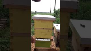 Queen Rearing - cloak board