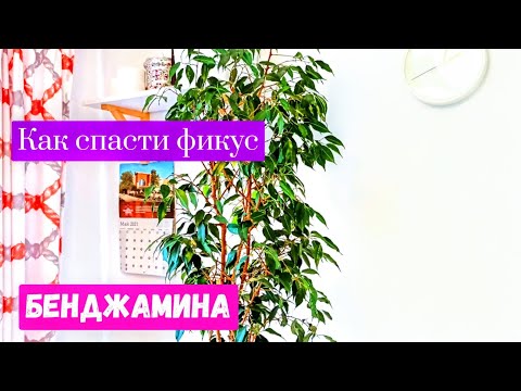 КАК СПАСТИ ФИКУС БЕНДЖАМИНА Если Пожелтели Листья, Если Опадают Листья Фикуса