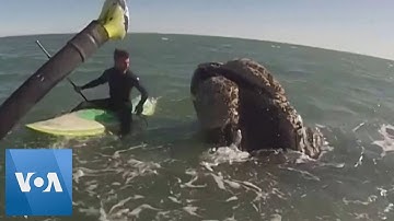 Whale Surprises Paddleboarders in Argentina