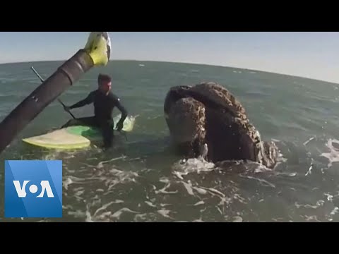 Whale Surprises Paddleboarders in Argentina