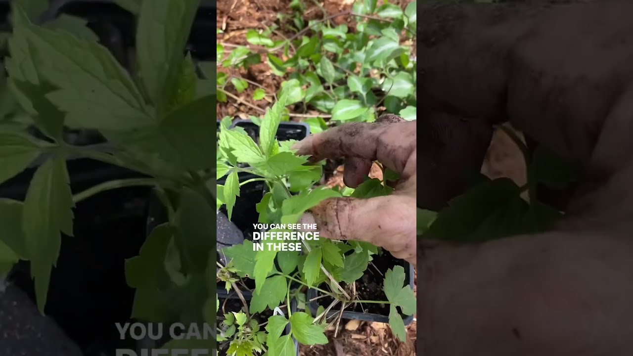 DO NOT PLANT This Climbing Vine Plant Instead Garden Flowergarden