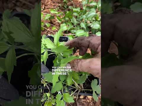 DO NOT PLANT