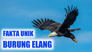 FAKTA UNIK BURUNG ELANG