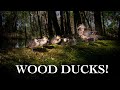 Wood Ducks captured on DSLR Camera Trap!