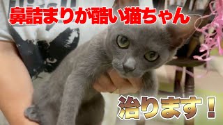 鼻詰まりの酷い猫のネブライザー治療のやり方【Cat’s nebulizer】