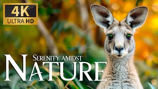 Serenity Amidst Nature 4K 🦌 Exploring Close Encounters with Predators Film with Relaxing Piano Music