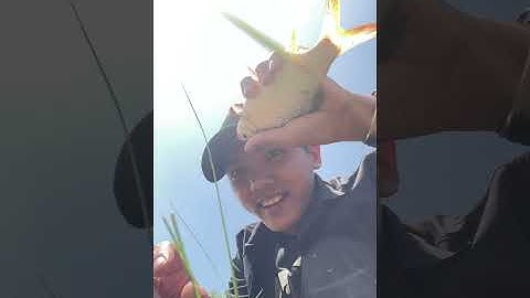 Câu cá thiên nhiên - chạm ổ cá mè 4 ngón tay | KÊNH ĐÔNG |  HỒ DẦU TIẾNG | NgocFishingVlog