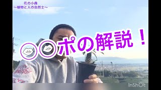 【パキポディウム】ラメリーの真実