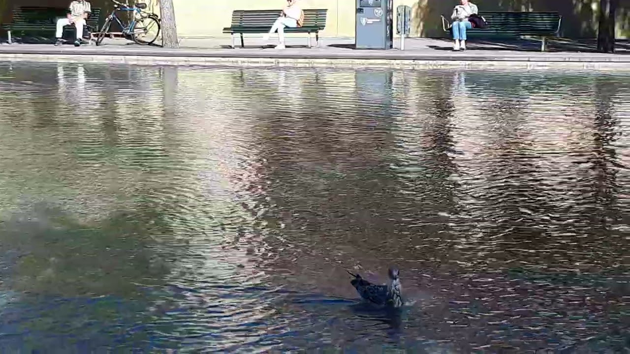 Tretton trutar i dammen