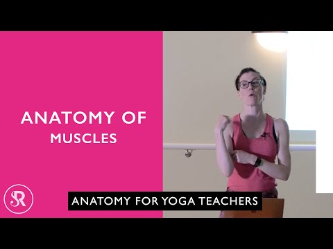Anatomy of Muscles: Learn Yoga Anatomy with Rachel
