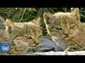 Lince Ibérico Documental | Parte 6