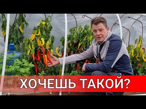 Видео: Влошават ли се чушките серано?