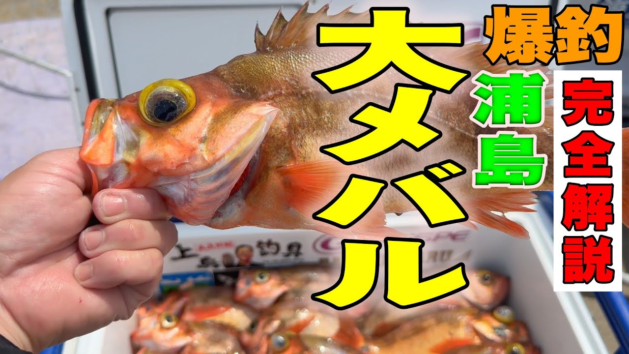 《京都・裕凪丸》【これさえ見ればもう安心！】浦島最強のデカメバル船・裕凪丸の沖メバル釣り完全解説！2025 4 27沖メバル