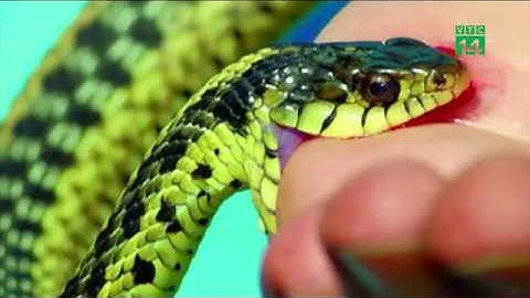 Cao điểm mùa rắn độc cắn người | VTC14