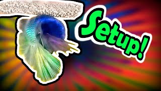 5 BETTA FISH BREEDING TIPS | STEP BY STEP | USING RECYCLED MATERIALS