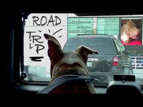 Sinatra, rescued amstaff hound mix for adoption