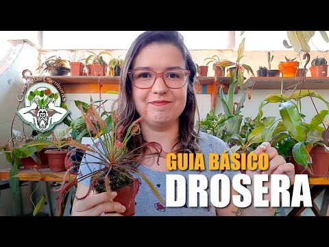 Vídeo: Informações da planta Sundew: Aprenda sobre o cultivo de plantas carnívoras Sundew