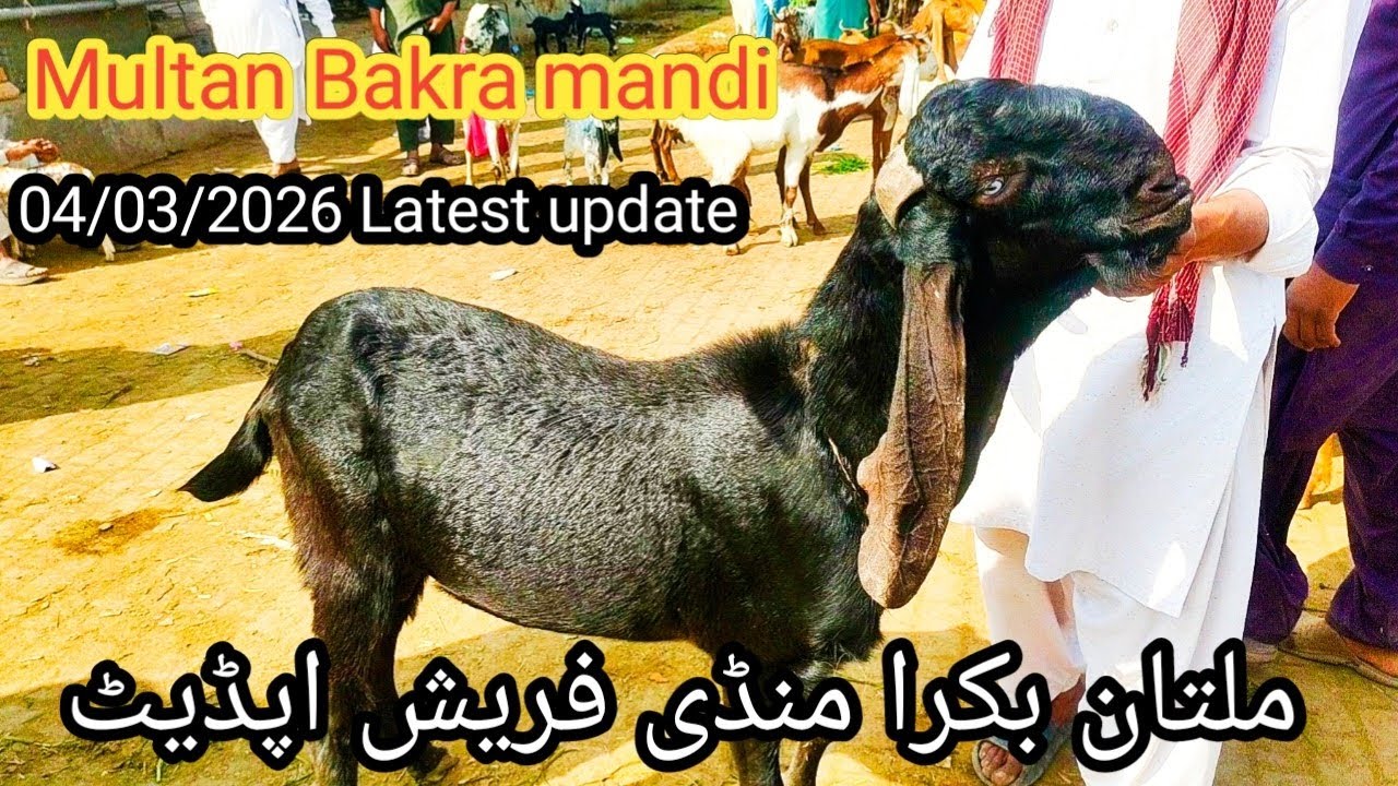 Multan Bakra mandi latest update, 04/03/2026, ملتان بکرا منڈی فریش اپڈیٹ 