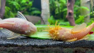Ancistrus Albino - Glonojady Jedzą Ogórka