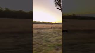 Watch my ACD put it into 5th gear 😮‍💨💨 #australiancattledog #dogrunning #heeler