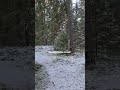 Finally some snow! ❄️ #snow #winter #sweden #walk #nature #forest #nordic #outdoors #adventure