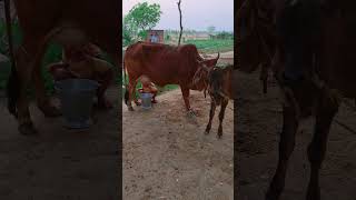 Choti Choti Gaiya Fggh Gg love song funny