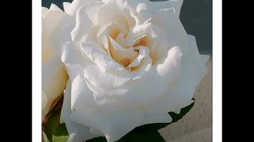سورة الزّمـر، تراويح (الليلة 22)                 21 رمضان 1444هـ / مسجد أبي ذر الغفاري.  - تازولت.