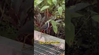 White breasted waterhen