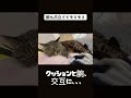チャビ。モミモミ。 ＃元野良猫 ＃猫 ＃キジトラ