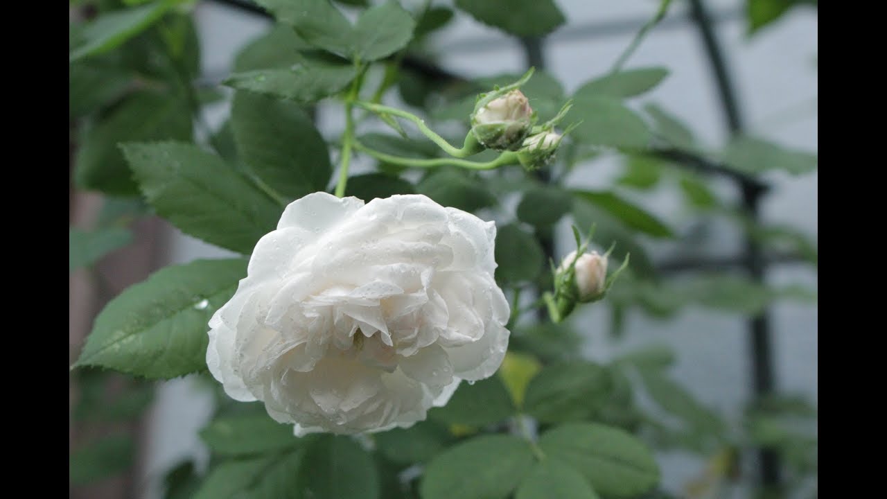 小さな窓の花ごよみ 929 優しい薔薇 ♪ On Your Shore ENYA ♪ YouTube