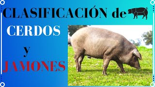 🐷CLASIFICACIÓN DE CERDOS Y JAMONES🐖[Cerdo ibérico][Bellota]