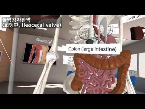 VR 소화계통(3D organon)