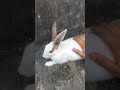 bunny care time🐇🐇🐰🐰 #pets #rabbit #trending #shorts