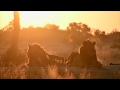 Golden Lions at Sunrise | Tintswalo Safari Highlights #3