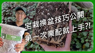 宅栽換盆技巧公開解決盤根、土壤介質、下位葉黃化選用疑難 | 宅栽 |