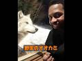 オオカミって、恐ろしい獣じゃないの? #自然 #animals #動物